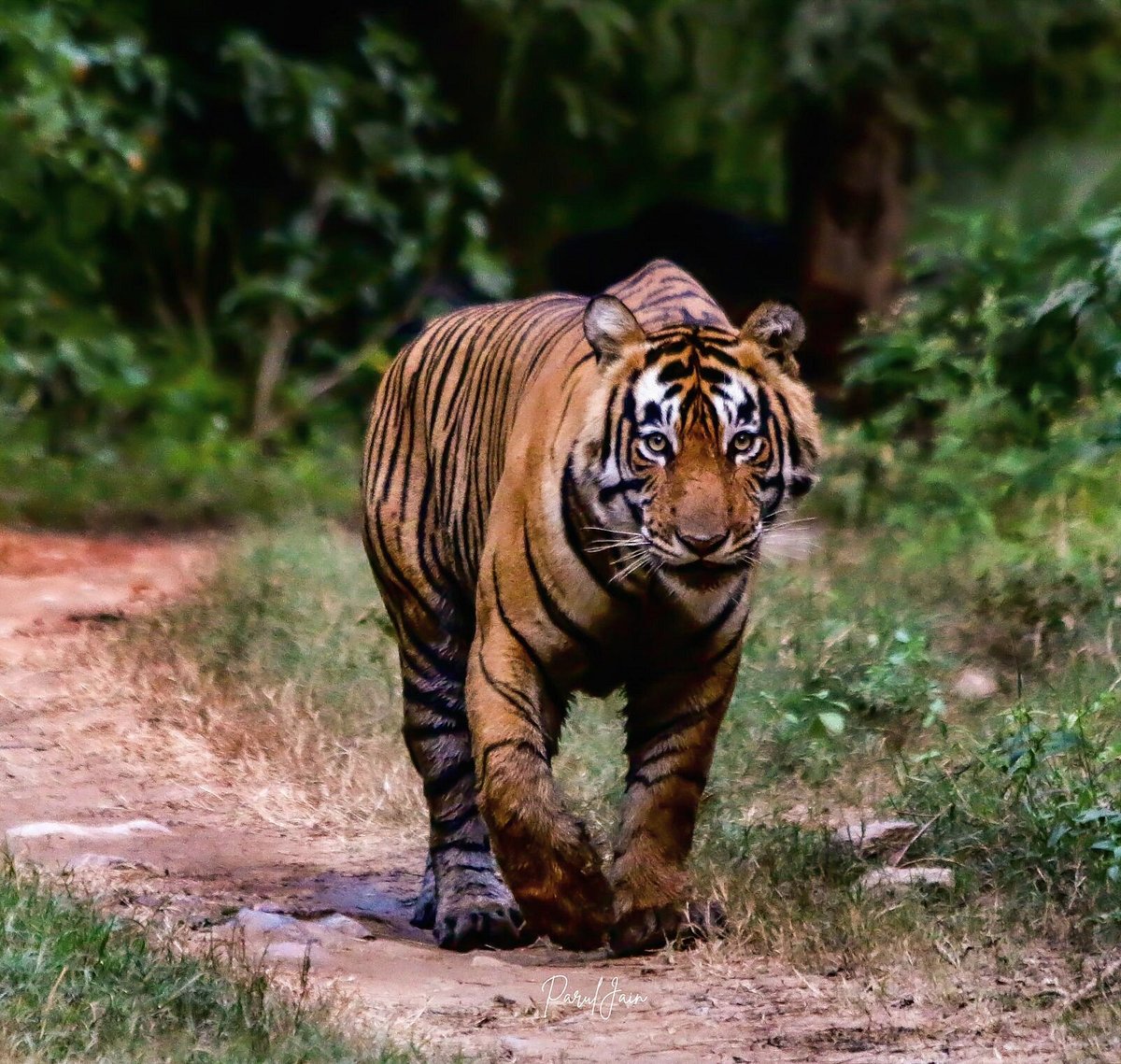 Sariska Wildlife Sanctuary